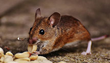 24 Hour & Emergency Exterminators in Richland, IL